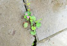 HER ŞEYE RAĞMEN ve HER ŞEYLE BİRLİKTE