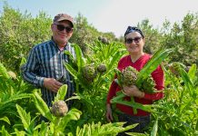 MERSİN BÜYÜKŞEHİR’İN ENGİNAR YUMRUSU DESTEĞİ İLK HASADINI VERDİ