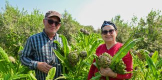 MERSİN BÜYÜKŞEHİR’İN ENGİNAR YUMRUSU DESTEĞİ İLK HASADINI VERDİ