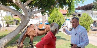 MERSİN’DE BİTKİN DÜŞEN AT KURTARILDI: YENİ YUVASI ANTALYA OLDU