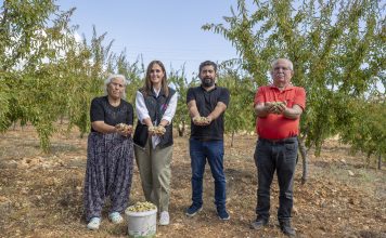GÜLNAR’DA 23 BİN 288 ADET BADEM FİDANI MEYVE VERMEYE BAŞLADI